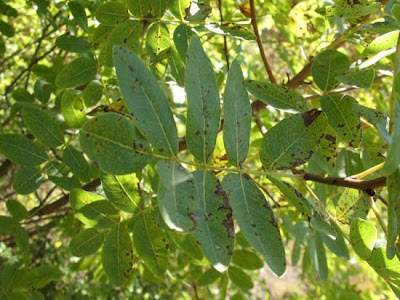Pistacia terebinthus L.