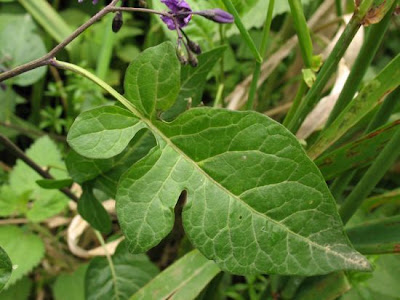Climbing nightshade Climbing nightshade