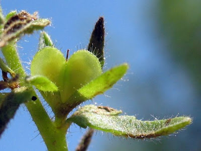 Common speedwell Common speedwell