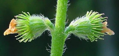 Agrimonia comune Agrimonia comune