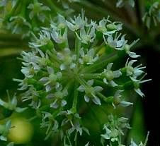 Angelica selvatica Angelica selvatica