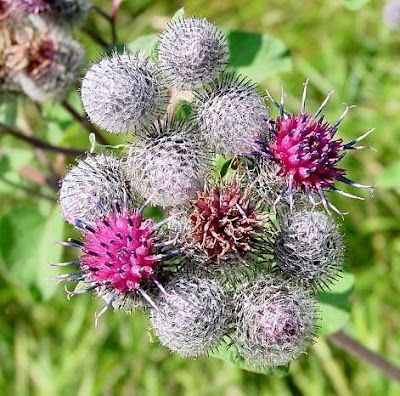 Hairy Burdock