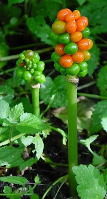 Arum maculatum L.