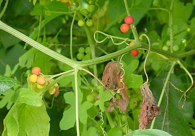 Cretan bryony Cretan bryony