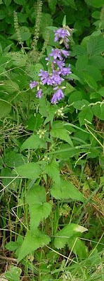 Campanula trachelium L.