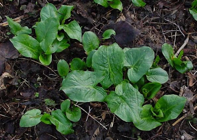 Arum maculatum L.