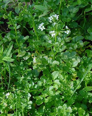 Large Bittercress Large Bittercress
