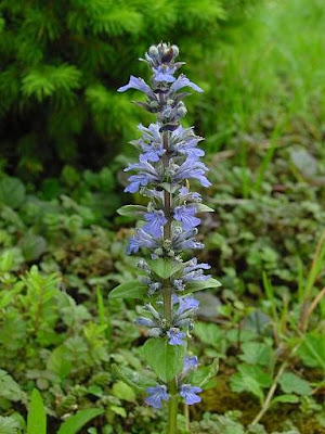 Ajuga reptans L.