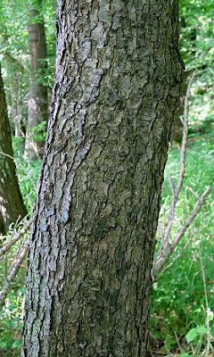 Alnus glutinosa,
black alder,
European alder,
European black alder,
Ontano comune,
Sticky Alder,
swartels