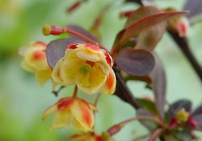 Berberis,
Barberry,
holly grape