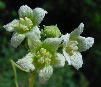 Cretan bryony Cretan bryony