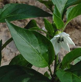 Cayenne pepper