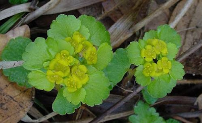 Alternate-leaf golden saxifrage