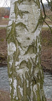 European white birch
