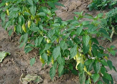 Cayenne pepper
