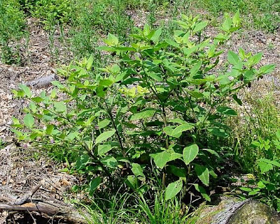 Belladonna Belladonna
