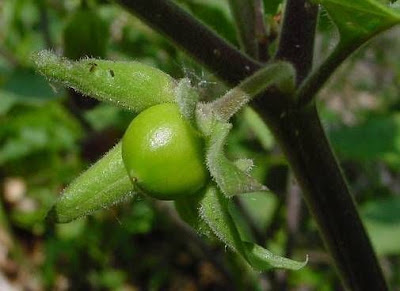 Belladonna Belladonna