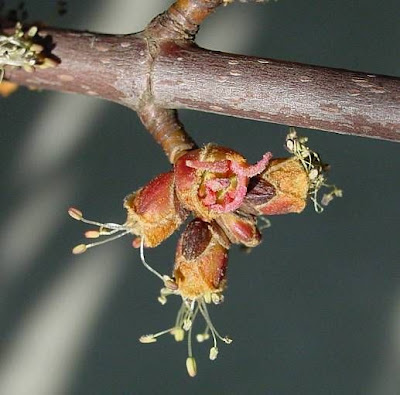 Acer saccharinum