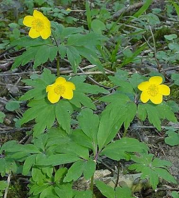 Anemonoides ranunculoides (L.) Holub