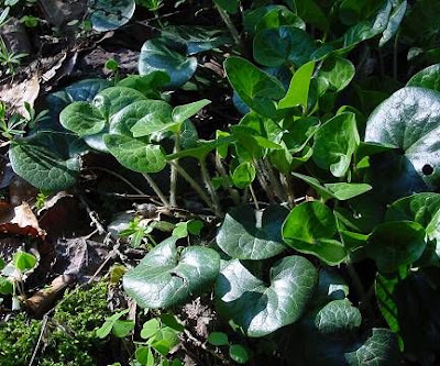 Asarum europaeum L.