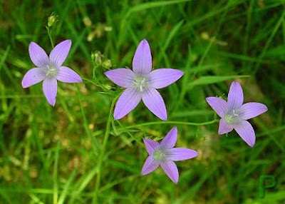 Campanula bienne Campanula bienne