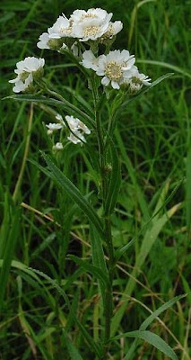 Achillea ptarmica L.