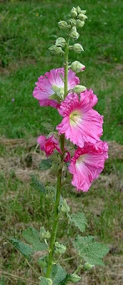 Gew�hnliche Stockrose