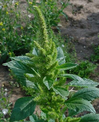 Amaranthus retroflexus L.