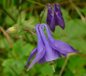 Aquilegia vulgaris L.