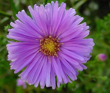 Glattblatt-Aster