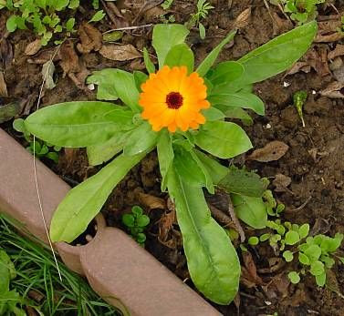 Calendula officinalis,
calendula,
Fiorrancio coltivato,
marigold,
pot marigold,
pot-marigold,
ruddles,
Scotch Marigold,
Scotch-marigold,
Scottish-marigold