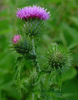 Carduus crispus L.