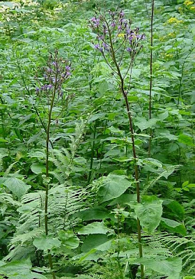 Cicerbita alpina (L.) Wallr.