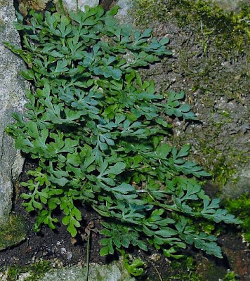 Asplenium ruta-muraria L.