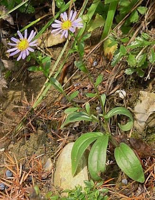 Aster amellus L.