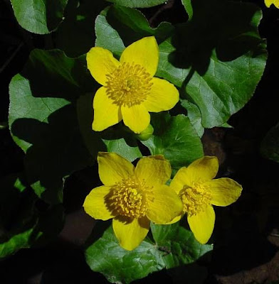Caltha palustris L.