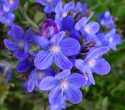 Garden anchusa