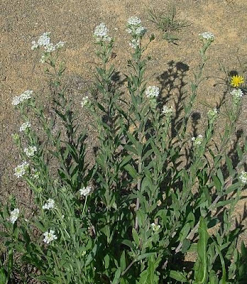 Hoary-alyssum Hoary-alyssum