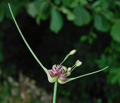 Aglio selvatico Aglio selvatico
