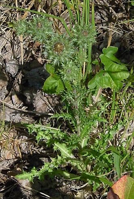 Carlina vulgaris L.