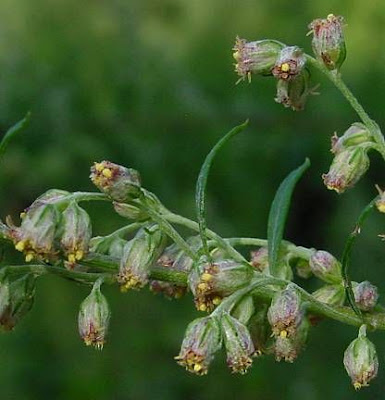 Wormwood