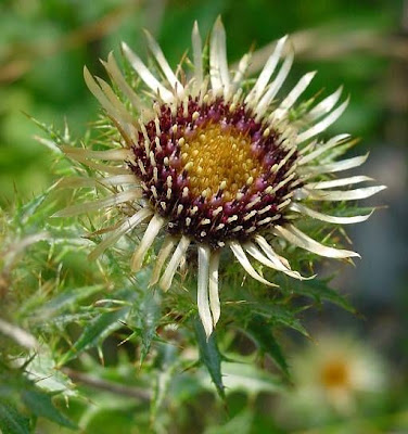 Carlina vulgaris L.