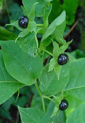 Belladonna Belladonna