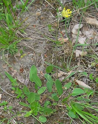 Common kidney-vetch Common kidney-vetch