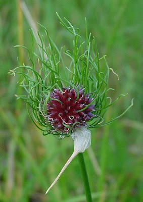 Field garlic