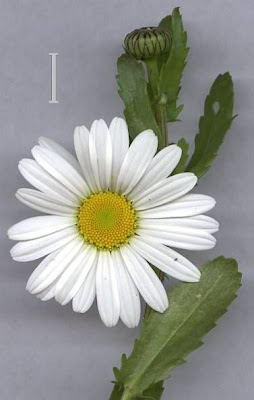 Fr�hbl�hende Margerite