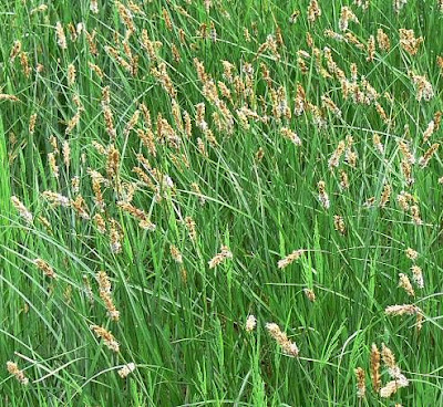 Carex disticha Hudson
