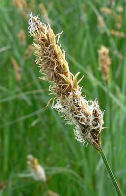 Carex disticha Hudson
