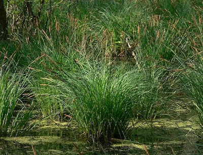 Carex elata All.