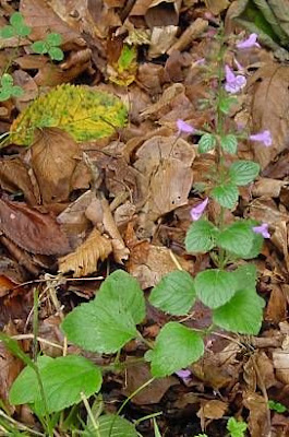 Calamint Calamint